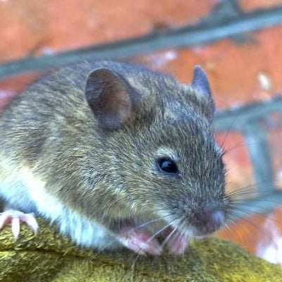 5-طرق-لمنع-الفئران-من-دخول-المنزل.-تذكر-أن-هذه-الفئران-مصدر-العديد-من-الأمراض-الخطيرة جعفر شوب